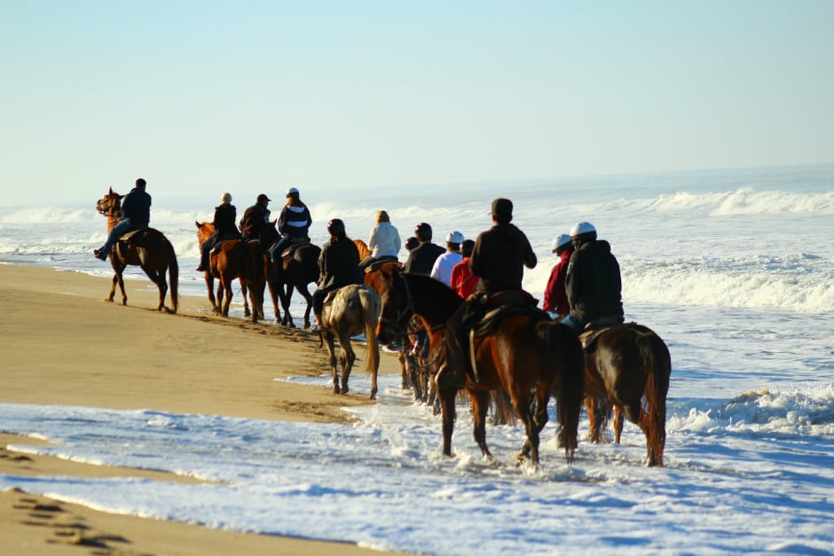 horses in surf