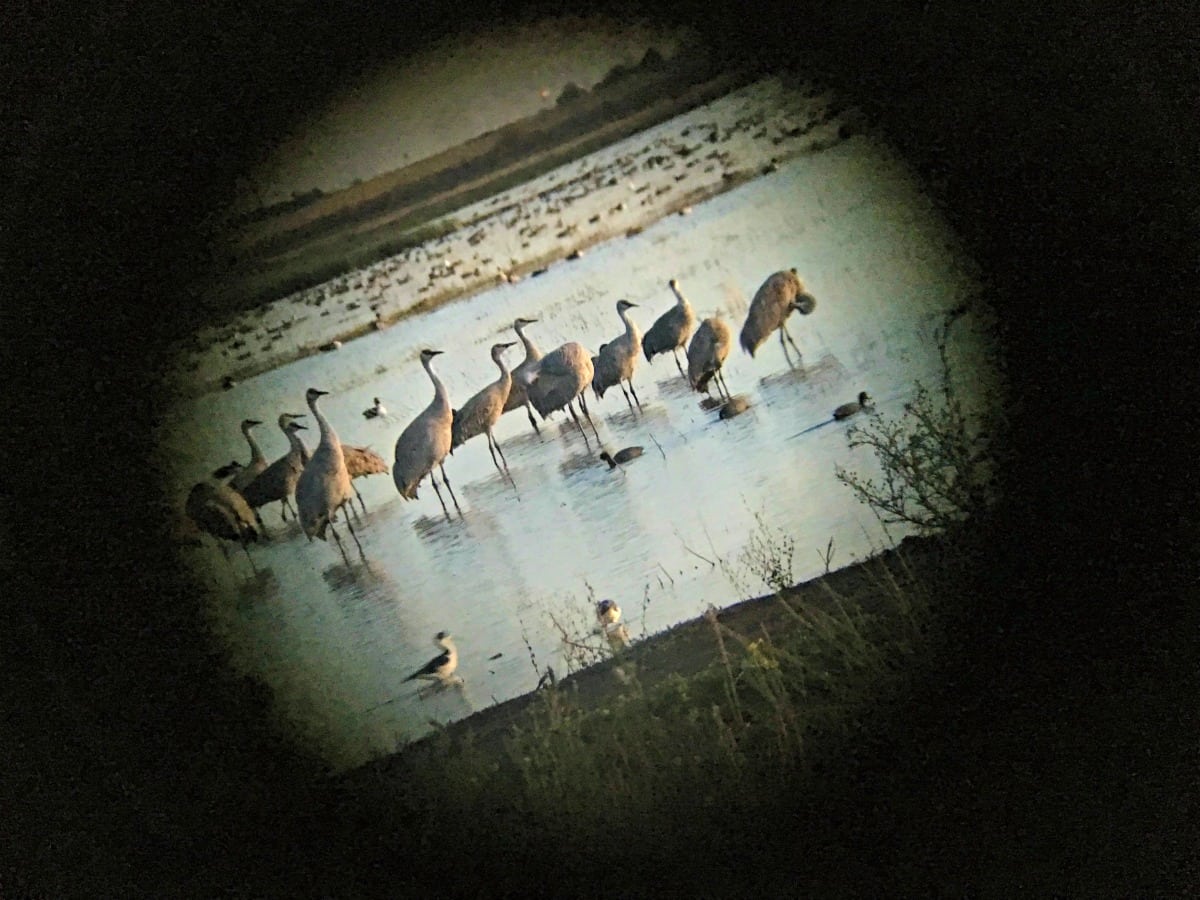 Partying with Cranes in Lodi Partying with Cranes in Lodi
