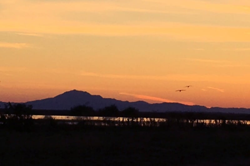 mt diablo cranes in sunset
