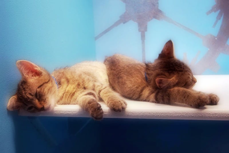 SPCA_Macys_Window_Kittens