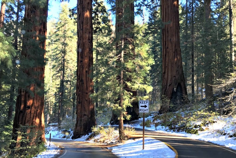 four sequoias