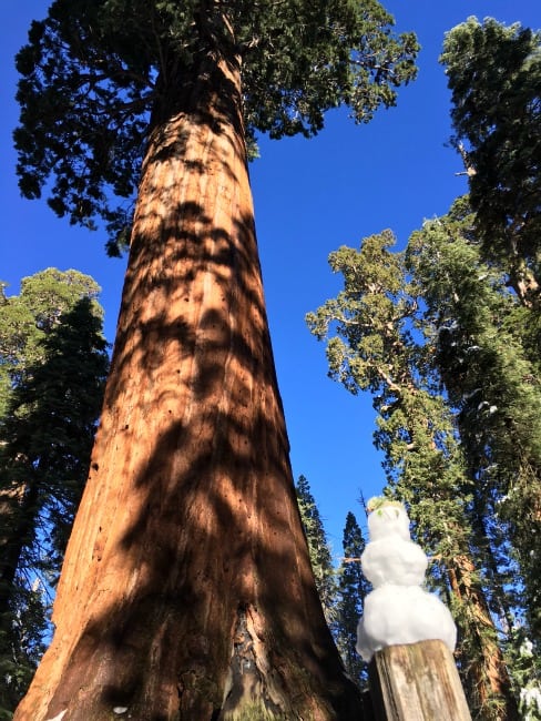 snowman sequoia