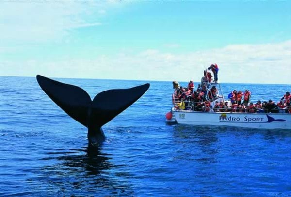 Ballenas Madryn whale