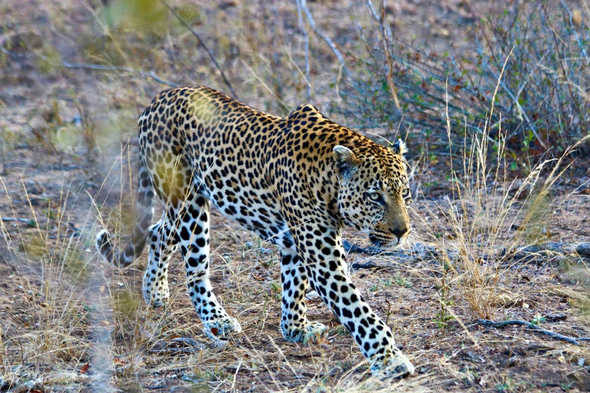 Family Safari in South Africa for Less - ROAM Family Adventure