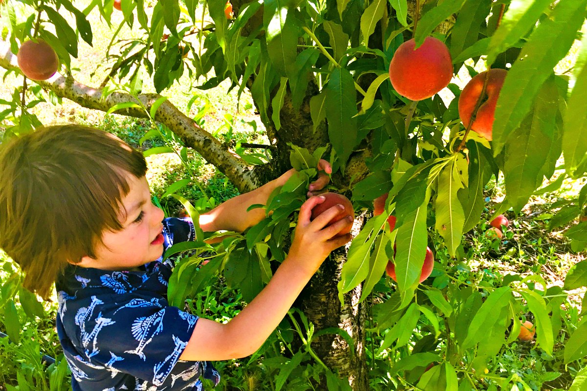 U-Pick California Fruit near San Francisco - ROAM Family Vacation